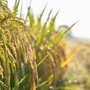 Confagricoltura: "Il futuro della terra passa dalle tecnologie, oggi precision farming al 10%" Confagricoltura: "Il futuro della terra passa dalle tecnologie, oggi precision farming al 10%"